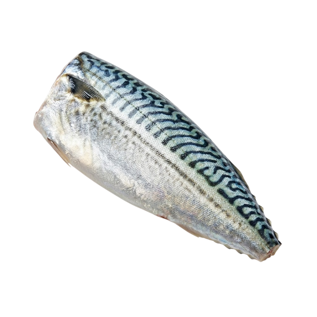Скумбрія